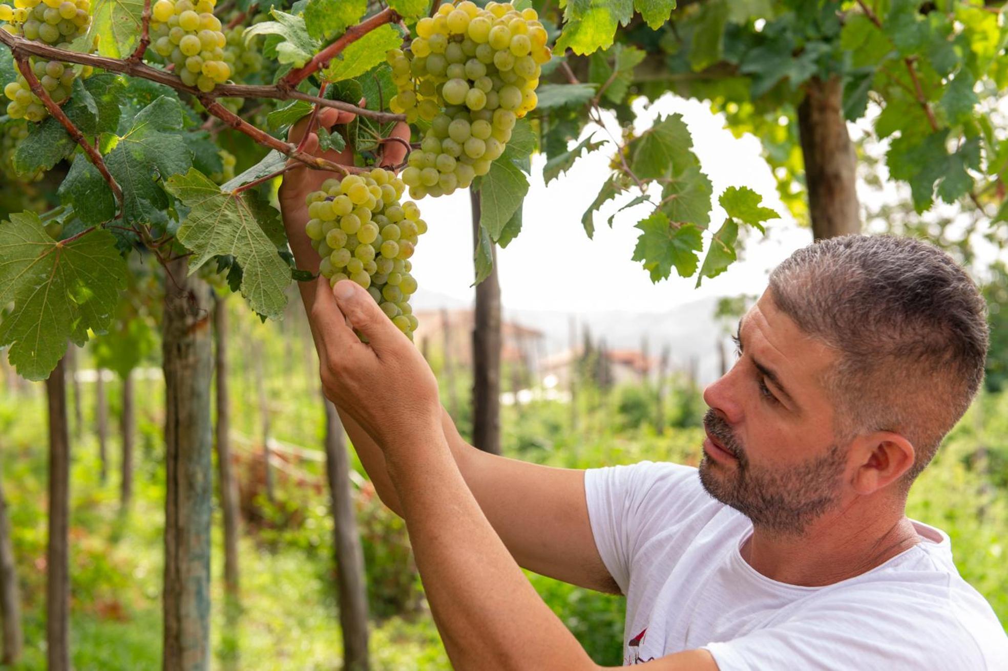 Il Vigneto Di Nonno Pietro Bed & Breakfast Agerola Dış mekan fotoğraf