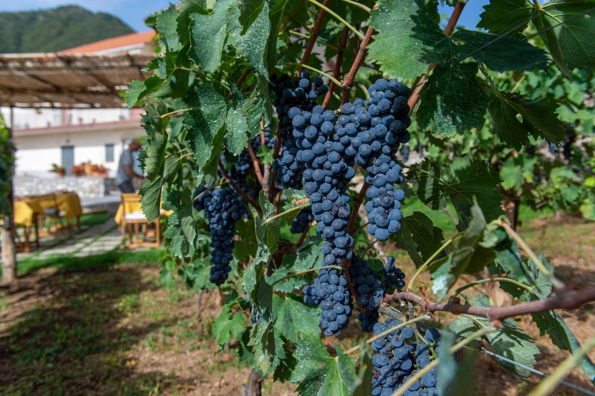 Il Vigneto Di Nonno Pietro Bed & Breakfast Agerola Dış mekan fotoğraf